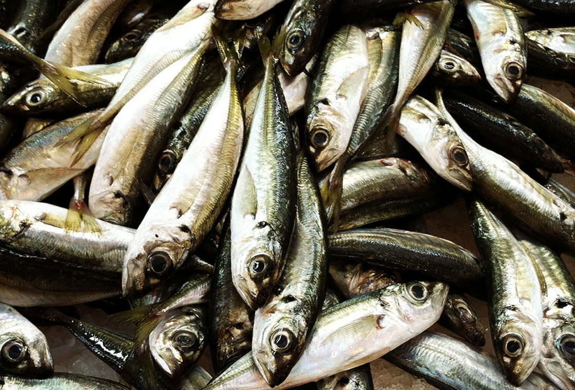 sardines